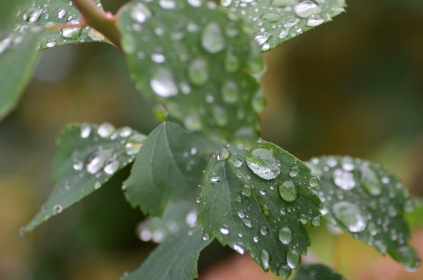 Blatt im Regen - R Herling.jpg